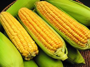 糯玉米种子价格表 p091959001334639441.jpg