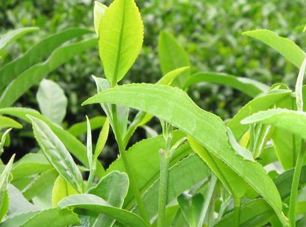 国内茶叶品牌被指农药管控措施存在明显漏洞 