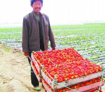 草莓种植大棚_大棚草莓亩收入多少钱(2)