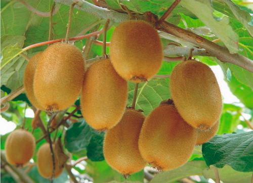 水果加工制品有哪些 p129398001450769797.jpg