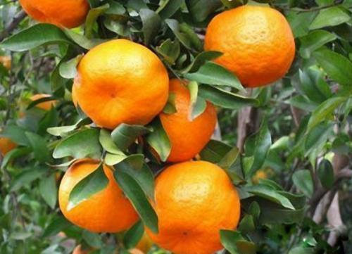 浙江衢州:建立了柑橘出口加工园区 增加周边农