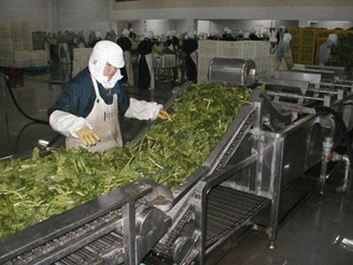如何使用保养维护蔬菜清洗机