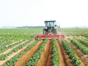 淮南:引进马铃薯机械化种植技术 实现农业生产